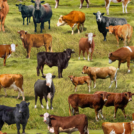 Cattle Farm