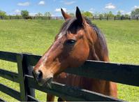 Doc Panel - 8" x 10"