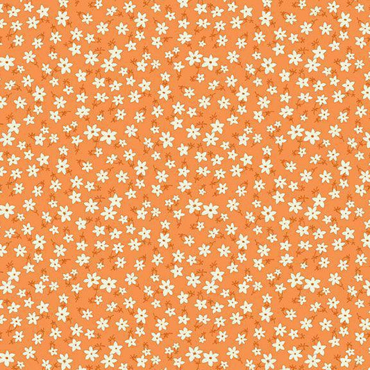 Aunt Grace Garden - Star Flower Orange